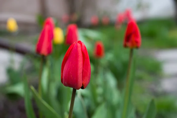 Red burgeon in the garden — Stock Photo, Image