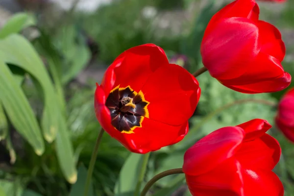 Tulipanes rojos con abejorro —  Fotos de Stock