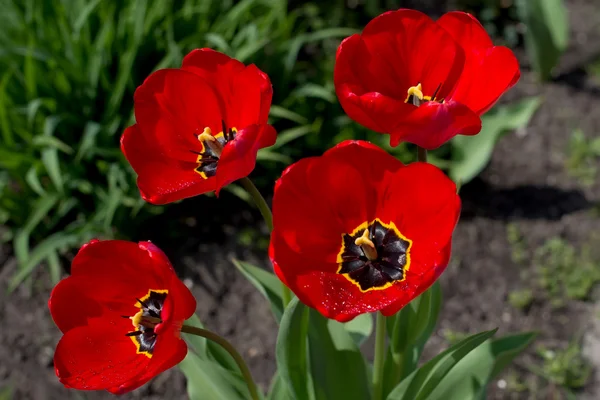 Cuatro tulipanes rojos con gotas de rocío Fotos de stock