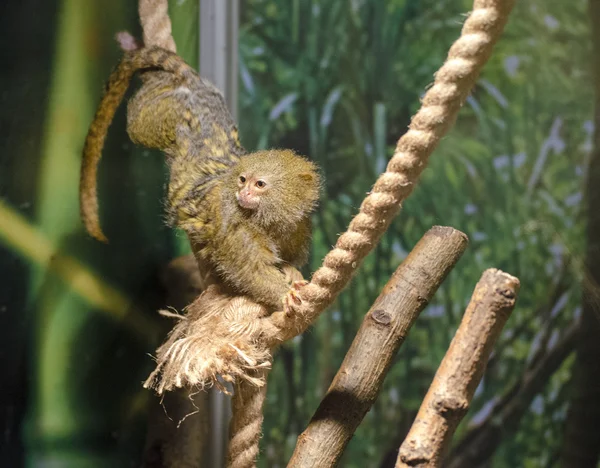 cüce marmoset