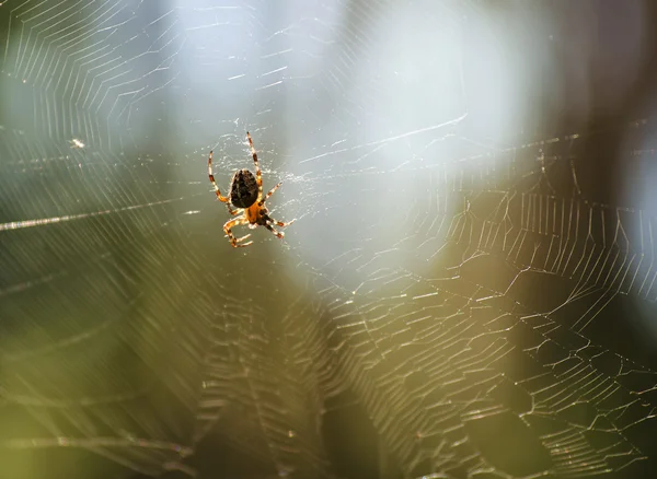 geniş web