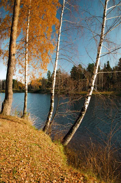 Birch trees on the shore — Stock Photo, Image