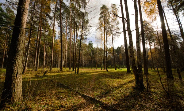 Parcela forestal —  Fotos de Stock