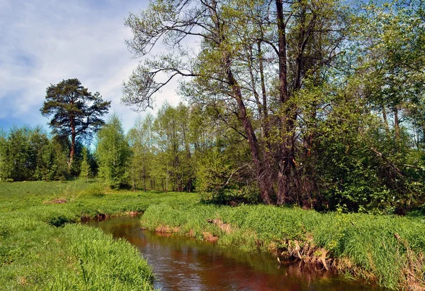 Paisagem Primavera — Fotografia de Stock