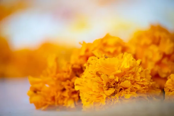 Macro shot montrant des fleurs de souci avec un fond coloré cette fleur de laine de Gainda est largement utilisé dans les rituels hindous et les célébrations comme diwali, pujas et mariages — Photo