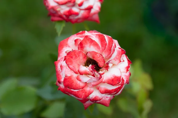 Increíble rosa viva — Foto de Stock