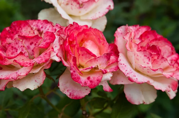 Rosas flor trío — Foto de Stock