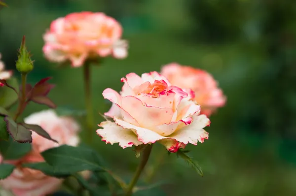 Rosa rosa en la rama en el jardín — Foto de Stock