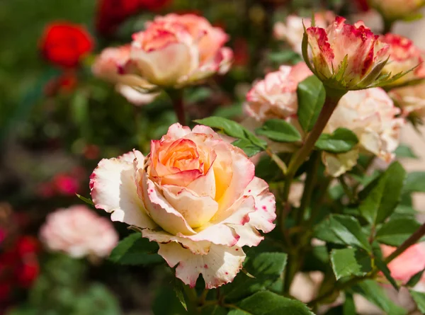 Primeros planos rosas rosadas suaves — Foto de Stock