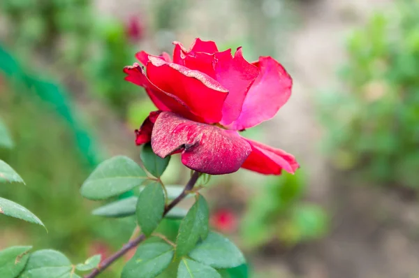 Rosa roja floreciendo — Foto de Stock