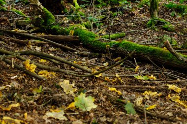 ağaç üzerinde yosun