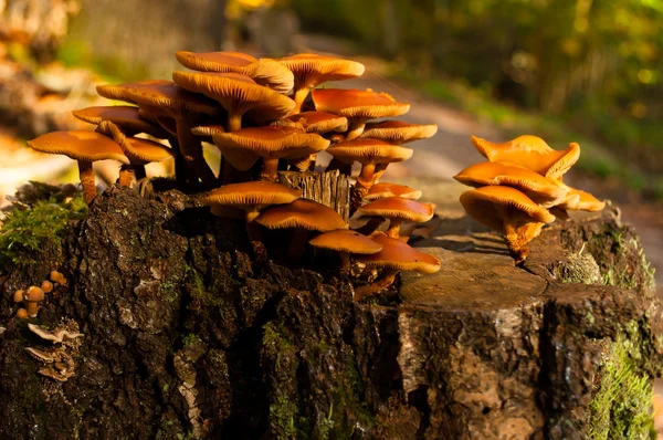 Setas en un tocón de árbol en el bosque —  Fotos de Stock