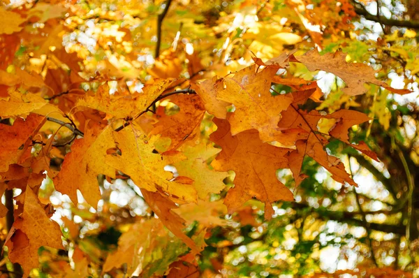 Autumn leaves against sunlight — Stock Photo, Image