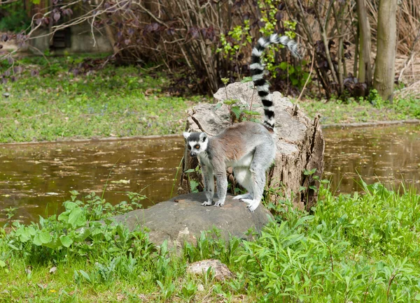 Ring-Tailed lemur duran bir ağaç kütüğü