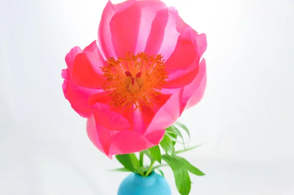 Soft peony flower isolated. — Stock Photo, Image