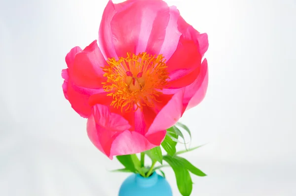 Peony flower isolated on white background. — Stock Photo, Image