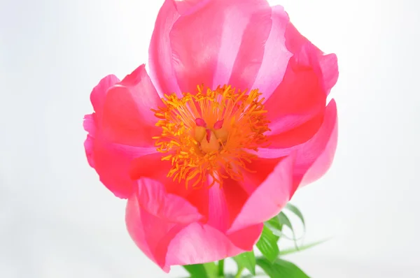 Translucent pink peony close up. — Stock Photo, Image