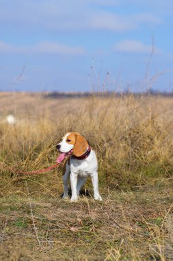 Doğadaki şirin av köpeğinin portresi. Akıllı köpek.