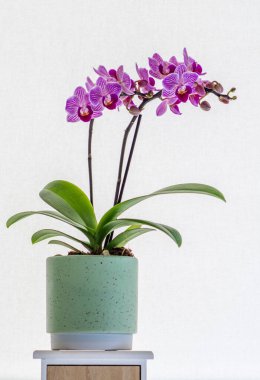 Pencere kenarındaki küçük orkide - canlı saksı çiçekli ev dekorasyonu.
