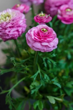 Ranunculus çiçeğini kapat. Pembe ranunculus çiçeği seti. Tomurcuklu taze Bright ranunculus. Yumuşak odak