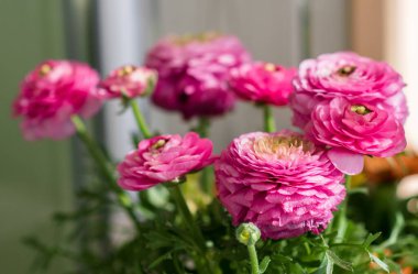 Ranunculus çiçeğini kapat. Pembe ranunculus çiçeği seti. Tomurcuklu taze Bright ranunculus. Yumuşak odak
