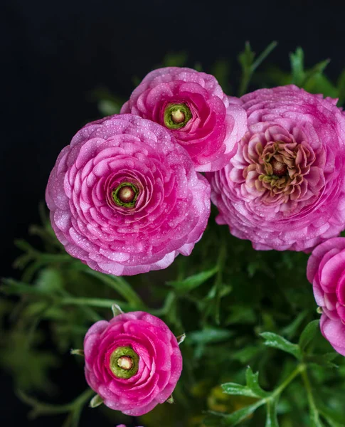 Nahaufnahme Von Ranunculus Flower Pink Ranunculus Blumen Gesetzt Frischer Hahnenfuß — Stockfoto