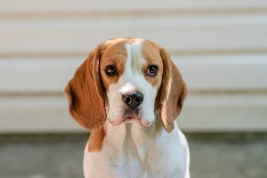 Beagle köpek closeup portresi