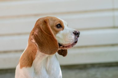Beagle köpek closeup portresi