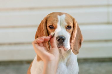 Beagle köpek closeup portresi