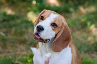 Yeşil çimenlikteki şirin bir av köpeği portresi