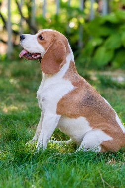 Yeşil çimenlikteki şirin bir av köpeği portresi