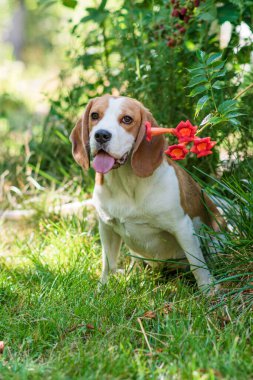 Yeşil çimenlikteki şirin bir av köpeği portresi