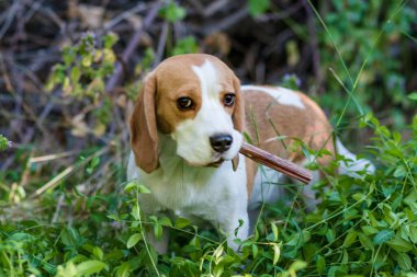 Portrait of a cute beagle dog on a green lawn