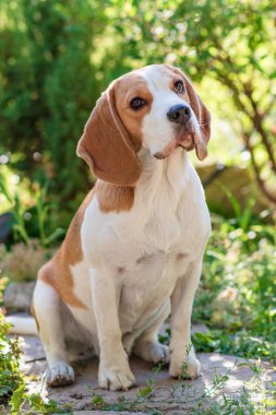 Yeşil çimenlikteki şirin bir av köpeği portresi