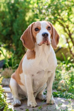 Yeşil çimenlikteki şirin bir av köpeği portresi