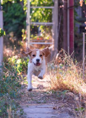 Eğlenceli koşu köpeği.