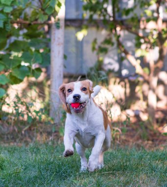 Eğlenceli koşu köpeği.