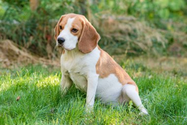 Portrait of a cute beagle dog on a green lawn