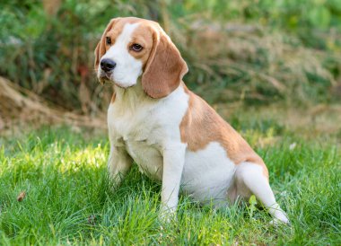 Portrait of a cute beagle dog on a green lawn