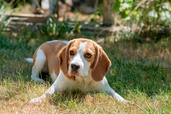 Portrait Cute Beagle Dog Green Lawn — Foto Stock