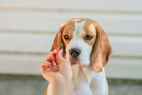 ビーグル犬のポートレート クローズ アップ — ストック写真