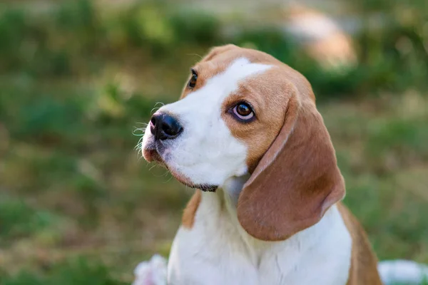 Portrait Cute Beagle Dog Green Lawn — Φωτογραφία Αρχείου