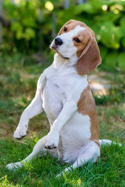 Portrait Cute Beagle Dog Green Lawn — 스톡 사진