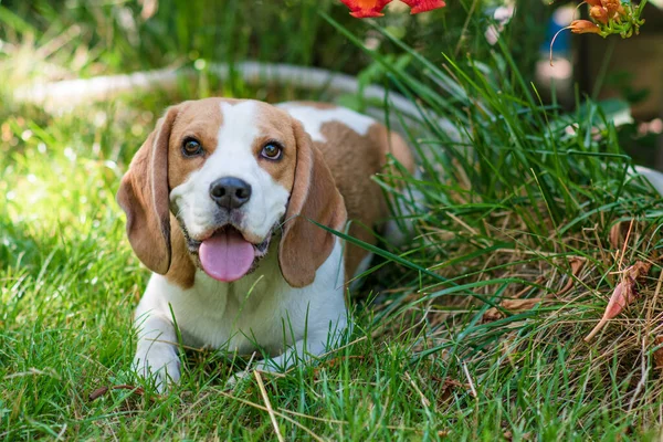 Portrait Cute Beagle Dog Green Lawn — ストック写真