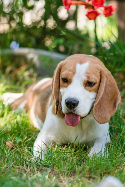 Portret Van Een Schattige Beagle Hond Een Groen Grasveld — Stockfoto