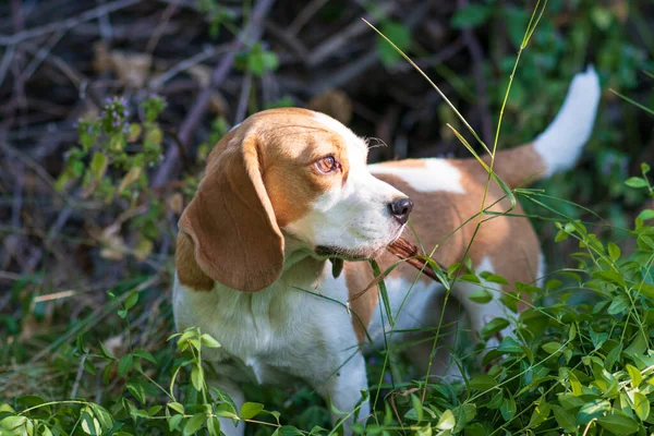 Portrait Cute Beagle Dog Green Lawn — Fotografia de Stock
