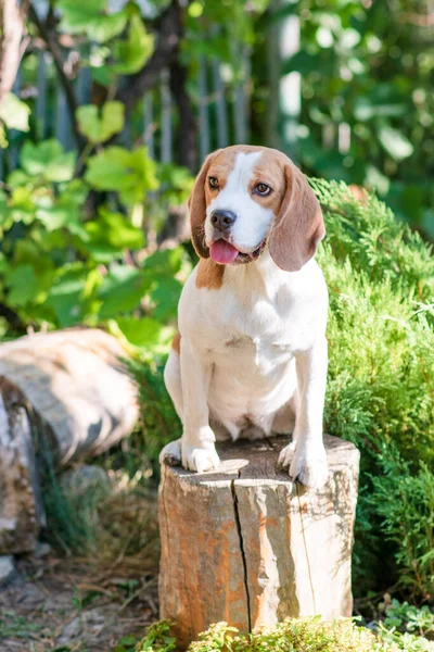 Porträt Eines Niedlichen Beagle Hundes Auf Einem Grünen Rasen — Stockfoto