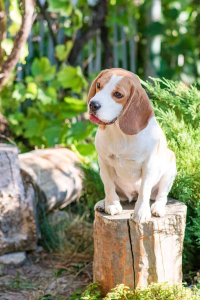 Portrait Cute Beagle Dog Green Lawn — Zdjęcie stockowe