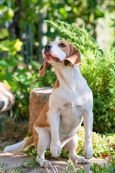 Portrait Cute Beagle Dog Green Lawn — ストック写真