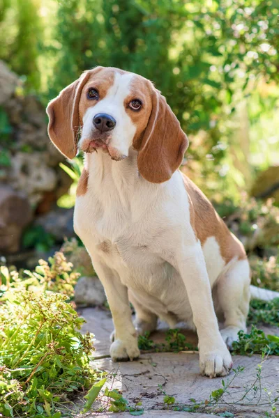 Portrait Cute Beagle Dog Green Lawn — Stock fotografie